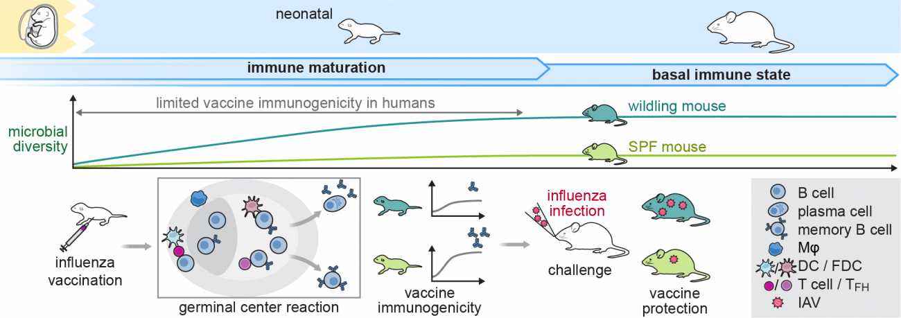 Graphical abstract for Project A07