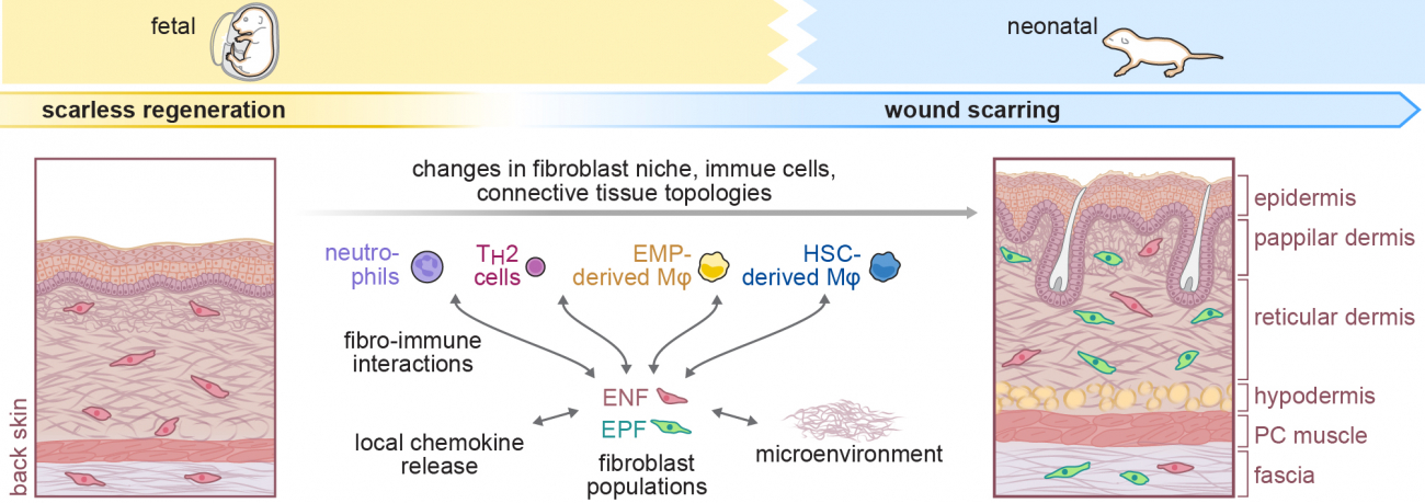 Graphical abstract for Project B04