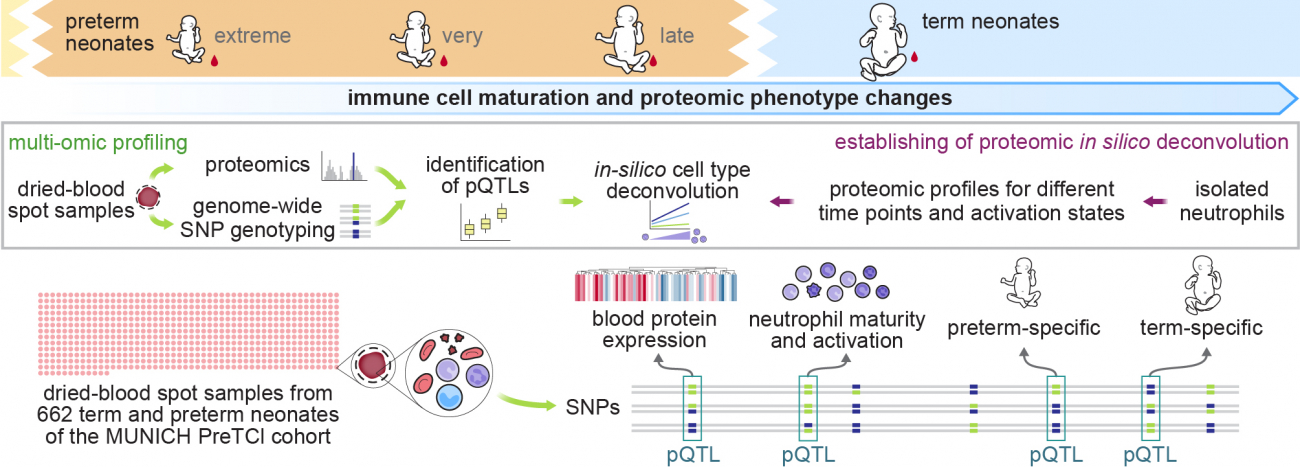 Graphical abstract for Project B06