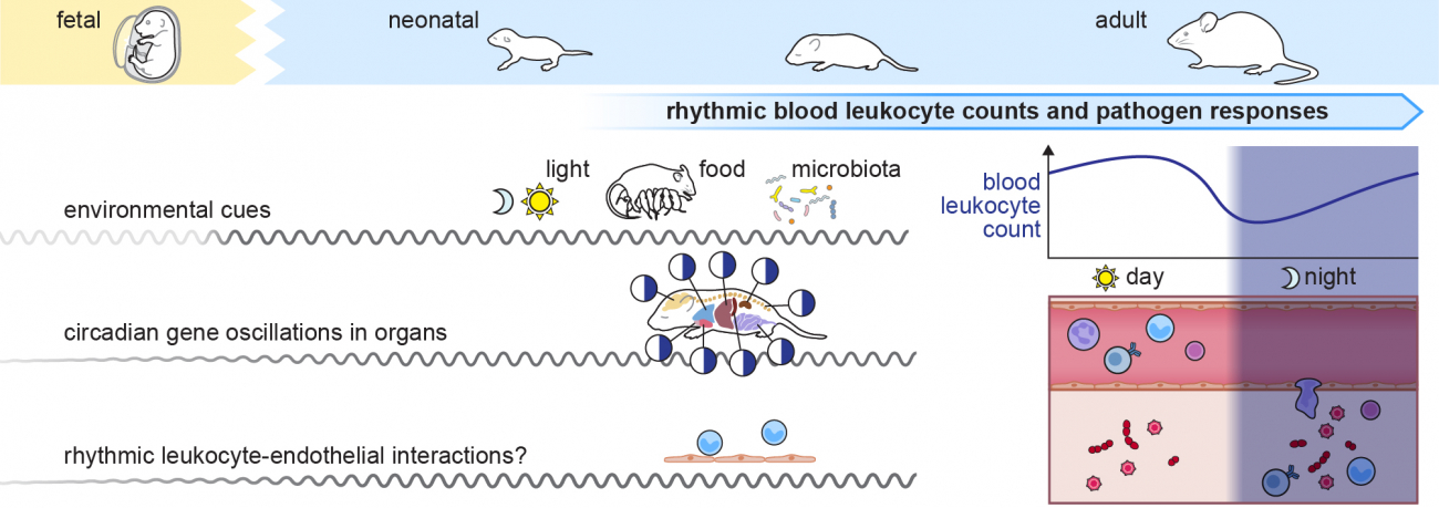 Graphical abstract for Project B07